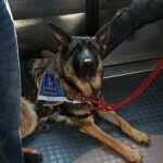 chien guide dans les transports